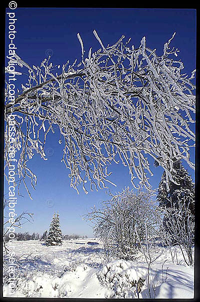 les Hautes Fagnes